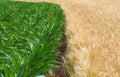 The boundary between a green maize field and a golden wheat field at the end of spring