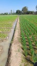 the boundary of a large rice field area, subang-indonesia