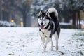 Bounding through a snowy park, an adult Siberian Husky frolics joyfully