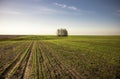 Boundless agriculture field with seedling wheat sprouts horizon springtime at sunrise as agricultural countryside scenery landscap Royalty Free Stock Photo