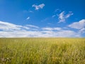 Boundless field to the horizon line Royalty Free Stock Photo