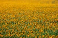 Boundless yellow field of sunflowers