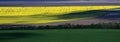 Boundless yellow, green and grey fields separated by trees Royalty Free Stock Photo