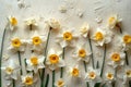 Bount white daffodils vivid centers, arrayed on a textured cream backdrop, emit a sense of fresh spring Royalty Free Stock Photo