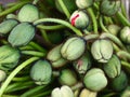 Bountiful Abundant Poppy Buds in Fresh Flourishing Growth.