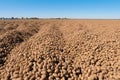 Bountiful array of plump and flavorful ripe potatoes in an expansive agricultural field