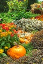 A Bountiful Autumn Harvest Royalty Free Stock Photo