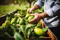 A Bountiful Avocado Harvest at Beautiful Day. AI Generated Royalty Free Stock Photo