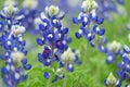 Bountiful Bluebonnets