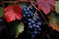 A bountiful cluster of ripe grapes hangs from a vigorous vine in a picturesque vineyard field, grapes and leaf in vineyard, AI