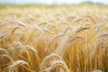 A bountiful field of golden wheat, fully matured and waiting to be gathered for harvest, Ripening wheat fields swaying in the