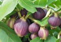 A bountiful fig tree, its branches heavy with ripe, purple fruit.