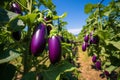 Bountiful and fresh eggplant harvest flourishing on a scenic and vibrant plantation