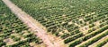 Bountiful Harvest: Aerial View of Grapevines in a Vineyard Royalty Free Stock Photo