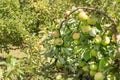 Bountiful harvest of apples bends the branches of apple trees