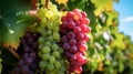 Bountiful Harvest: Clusters at Veraison