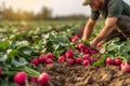 Bountiful harvest Farmer gathers red radishes from the sunlit field