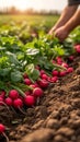 Bountiful harvest Farmer gathers red radishes from the sunlit field