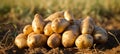 Bountiful harvest of freshly dug potatoes on fertile soil, perfect for flavorful culinary delights