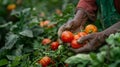 Bountiful harvest hands picking ripe vegetables from the abundant and vibrant farmland