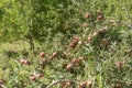 Bountiful harvest of red apples bends the branches of apple trees