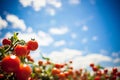 Bountiful Harvest of Ripe Red Tomatoes in a Scenic Agricultural Setting