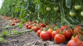 The Bountiful Harvest: A SpectaculCrop of Organic Tomatoes in