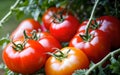 Bountiful Harvest Vibrant Tomatoes Straight from the Garden