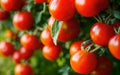 Bountiful Harvest Vibrant Tomatoes Straight from the Garden