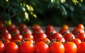 Bountiful Harvest Vibrant Tomatoes Straight from the Garden