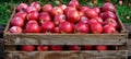 Bountiful harvest wooden crate overflowing with ripe apples in lush garden setting