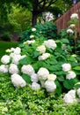 Bountiful Hydrangeas