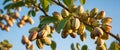 Bountiful Orchard Pistachio Tree Laden with Sun-Kissed, Ripened Nuts Royalty Free Stock Photo