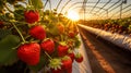 Bountiful rows of fresh, luscious strawberries cultivated in greenhouses, organic farming concept