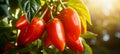 Bountiful and vibrant chili pepper harvest on open plantation during a beautiful summer day.