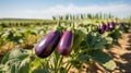 Bountiful and vibrant eggplant harvest growing on an open plantation on a sunny summer day.