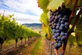 bountiful vineyard with ripe grapes ready for harvest