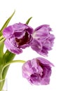 Bouqet of spring flowers pink tulips isolated on white background, close up