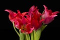 Bouqet of spring flowers red tulip isolated on black background, close up. Royalty Free Stock Photo