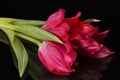 Bouqet of spring flowers red tulip isolated on black background, mirror reflection. Royalty Free Stock Photo