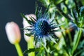 Bouque of Blue Thistle and pink tulips over black