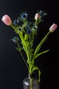 Bouque of Blue Thistle and pink tulips over black