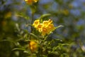 Bouque of flowers yellows