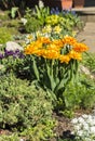 A bouque tulips. A gift to a woman\'s. Holiday or birthday panoramic background with tulip flowerbed, yellow, flower garden