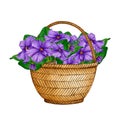Bouquet of African Violets (Saintpaulia) in a wicker basket. Hand drawn watercolor. Royalty Free Stock Photo