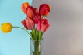 Bouquet against a gray-blue background. Red and yellow tulips in a clear glass vase. Beautiful multicolored flowers Royalty Free Stock Photo