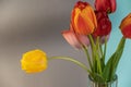 Bouquet against a gray-blue background. Red and yellow tulips in a clear glass vase. Beautiful multicolored flowers Royalty Free Stock Photo