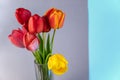Bouquet against a gray-blue background. Red and yellow tulips in a clear glass vase. Beautiful multicolored flowers Royalty Free Stock Photo
