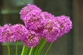 Bouquet of beautiful pink allium Royalty Free Stock Photo