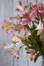 Bouquet from Alstremeria, gently pink flowers of Peruvian lily. Flowers for the holiday, white background Royalty Free Stock Photo